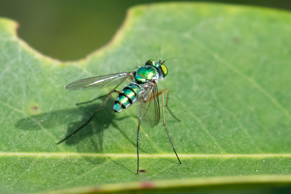 Long-legged Fly (Austrosciapus proximus) (Austrosciapus proximus)